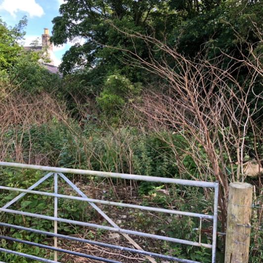 Japanese Knotweed Removal Wales