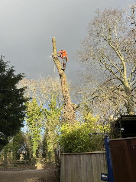 Stockley Park Tree Services