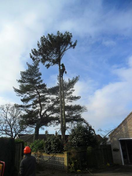 Thorpe Arb & Forestry Tree Specialists.