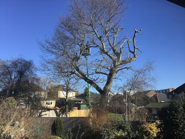 Fosters Tree Surgeons