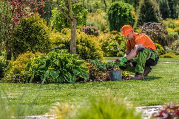 Halstead Tree Surgeons & Garden Maintenance