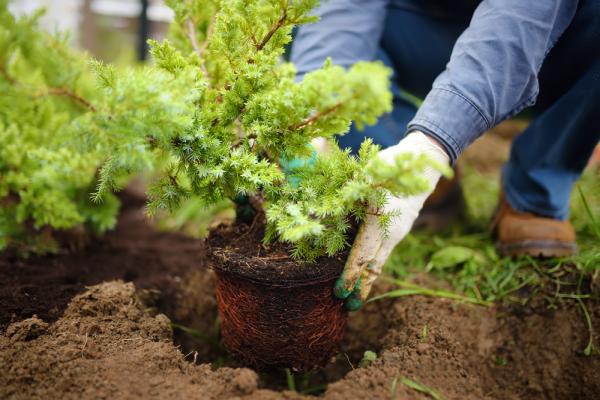 Halstead Tree Surgeons & Garden Maintenance