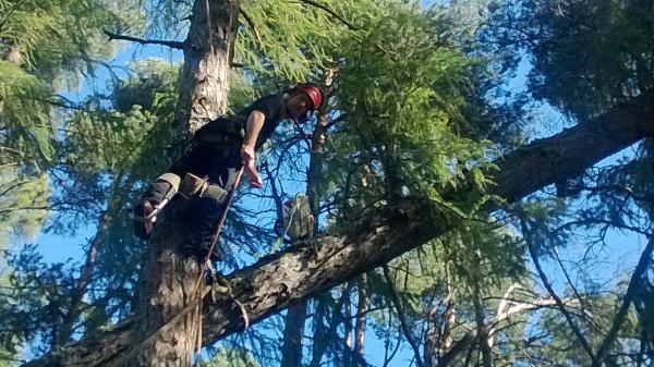 NE Tree Services