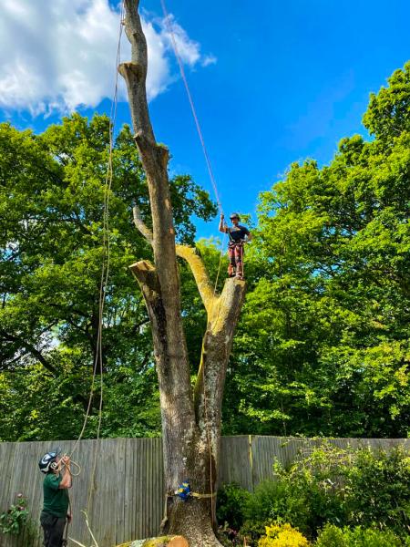 Shipton Tree Services