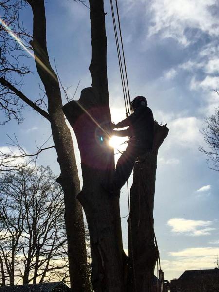 Shipton Tree Services