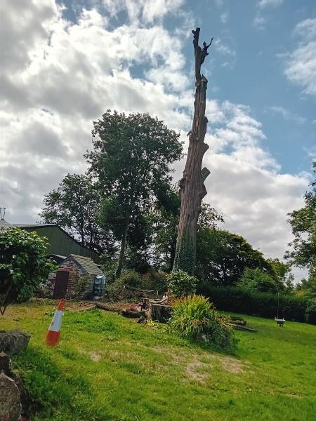 Hewitt Tree Surgery