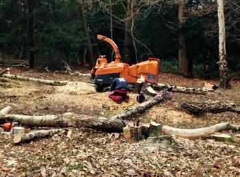 County Tree Care