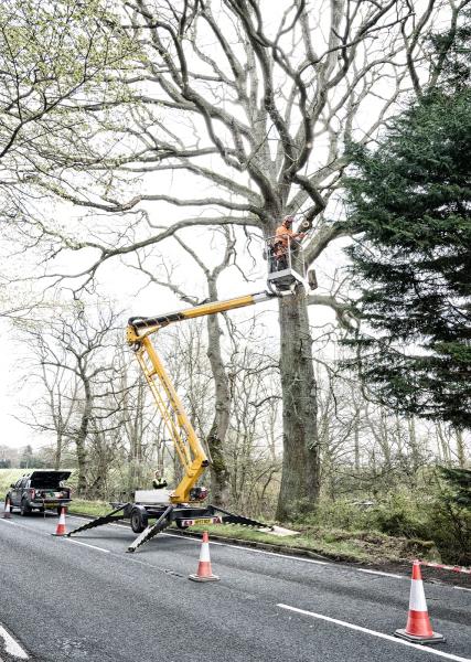 Royal Oak Tree Services