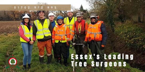 Tree Surgeon Essex