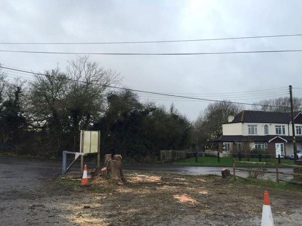 Tree Surgeon Essex