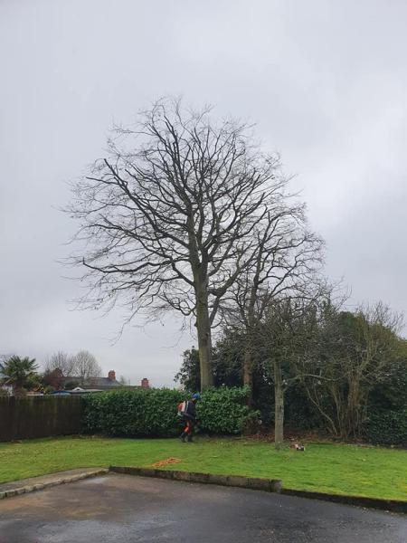 Chris Auld Tree Services