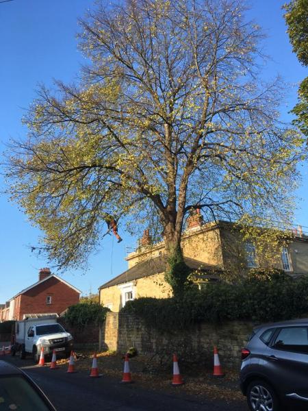 M Potts Tree Services