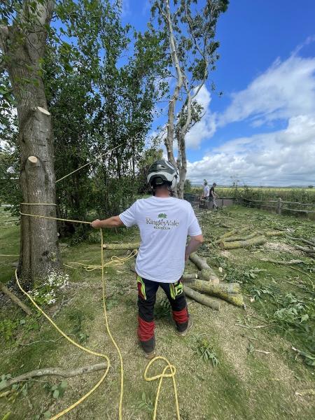 Kingley Vale Tree Care