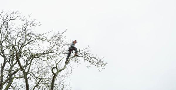 J.B Tree Services