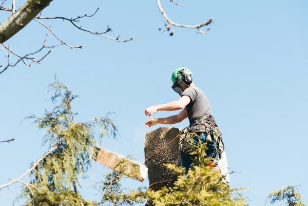 J.B Tree Services