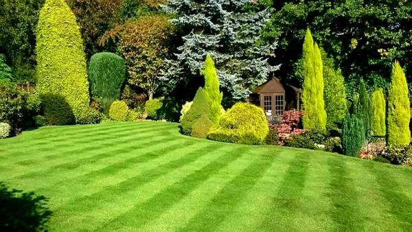 Ideal Lawn Care