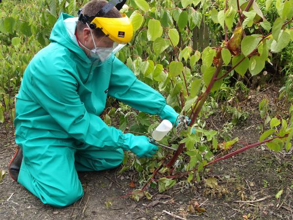 Wise Knotweed Solutions