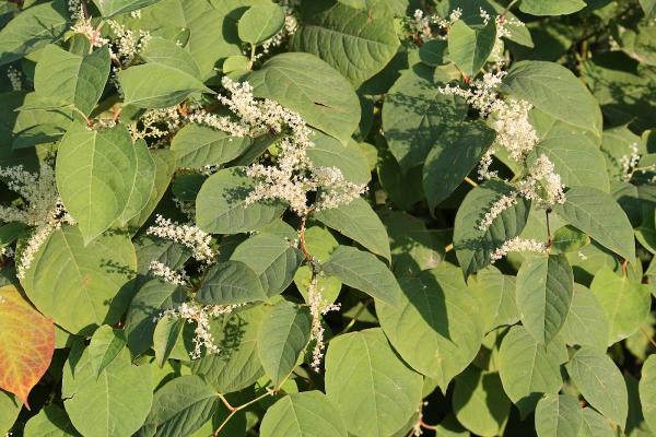 Wise Knotweed Solutions