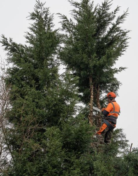 Davies Tree Services LTD