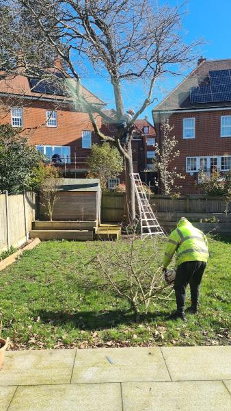Herts Tree Specialists