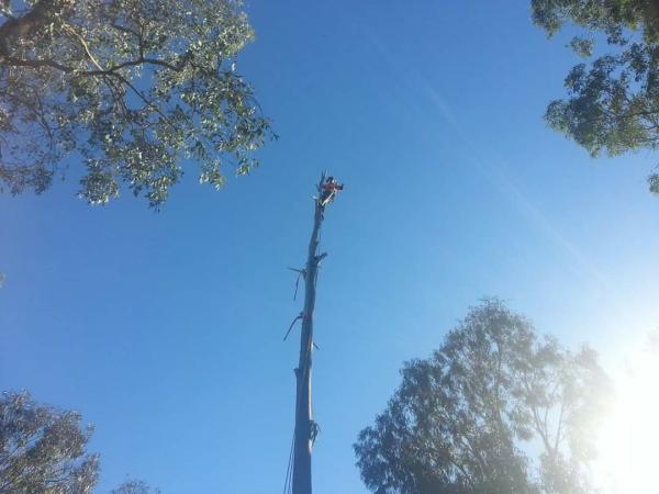 Auckland Tree Surgeons