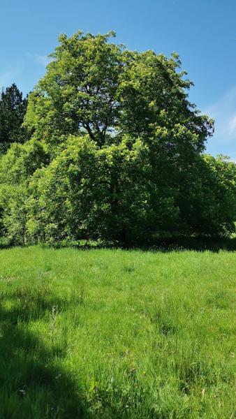 Hinshelwood Arboricultural Consultants