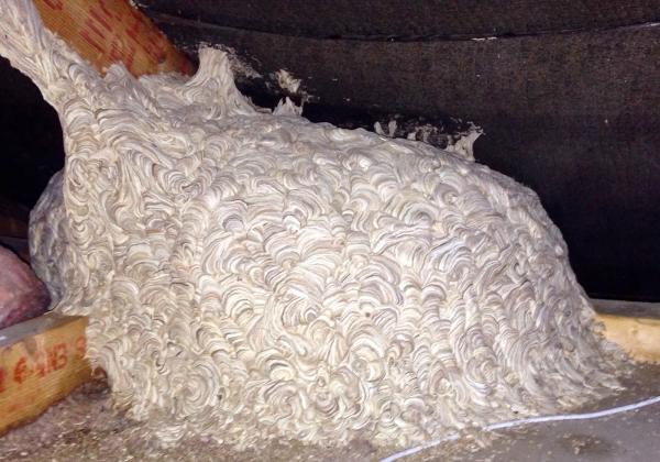 Kirklees Pest Control