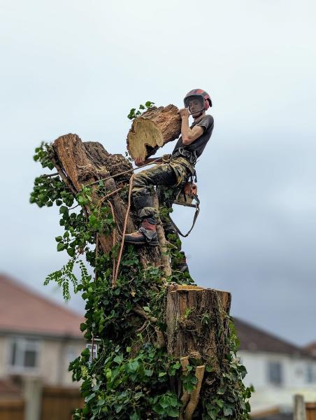 Tree Doctors