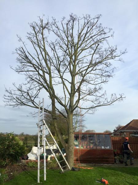 Huw Forestry Tree Care and Woodland Management