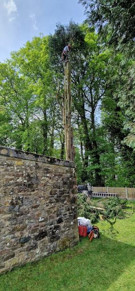 Wall and Tree