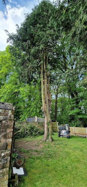 Wall and Tree