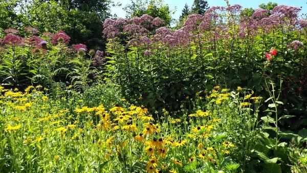 Graham Lawlor Plants & Gardens