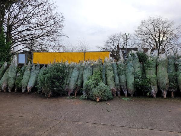 Woolton Christmas Trees
