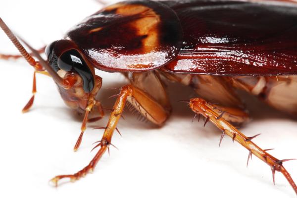 Winchester Pest Control