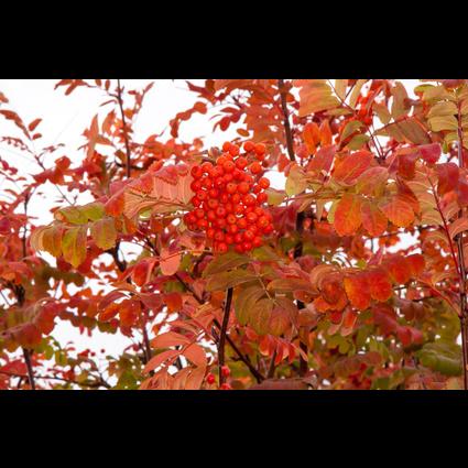 Woodgrange Tree Nursery