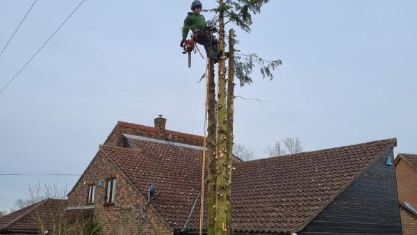 Norfolk Coastal Tree Care & Arboriculture Contractors