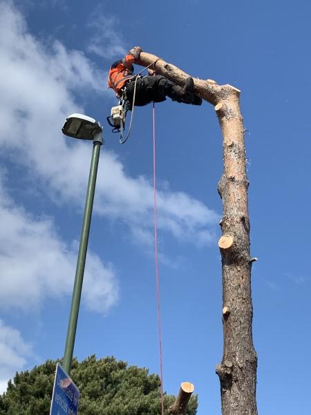 Advanced Tree Care