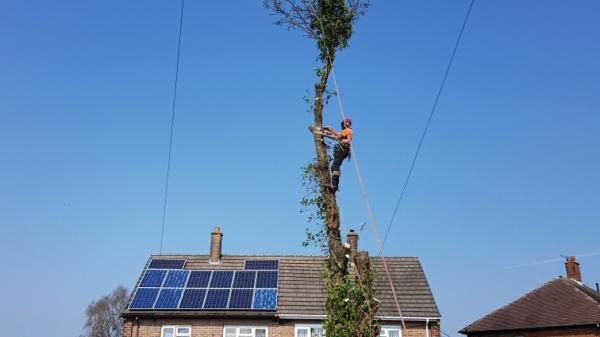 Express Fencing and Tree Services