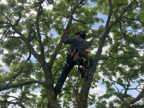 Tree Wizard Sussex Ltd