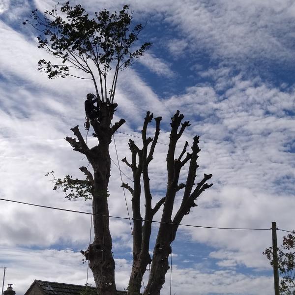 Matt Atkinson Professional Tree Surgery