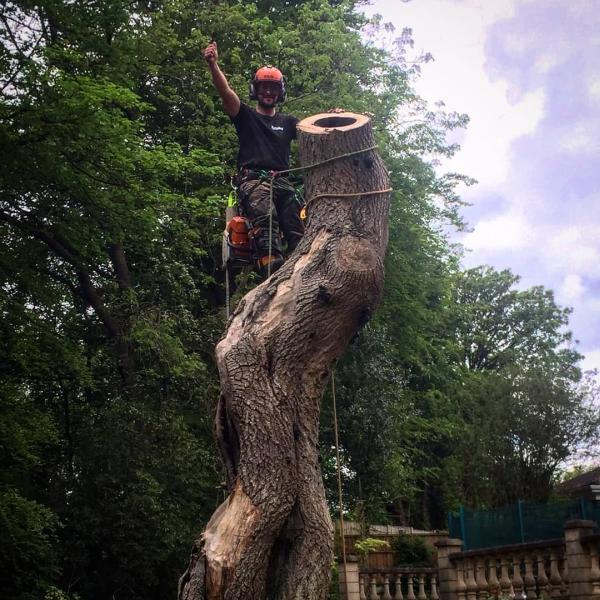 Matt Glynn Arborist