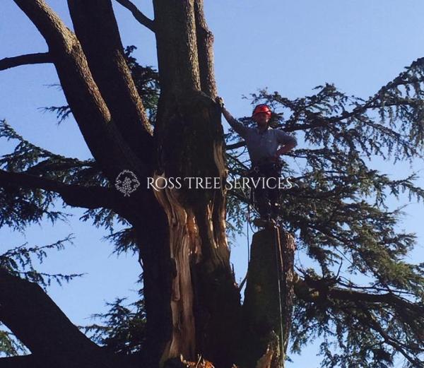 Ross Tree Services