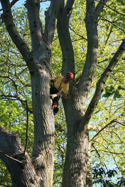 Brett Bain Tree Service