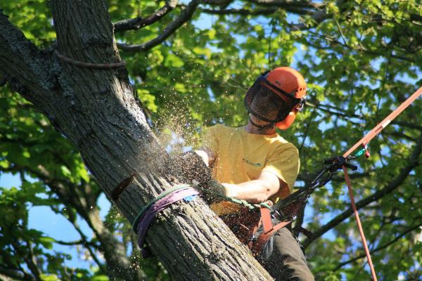 Brett Bain Tree Service