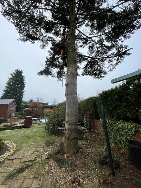 TRS Tree Removal Specialists