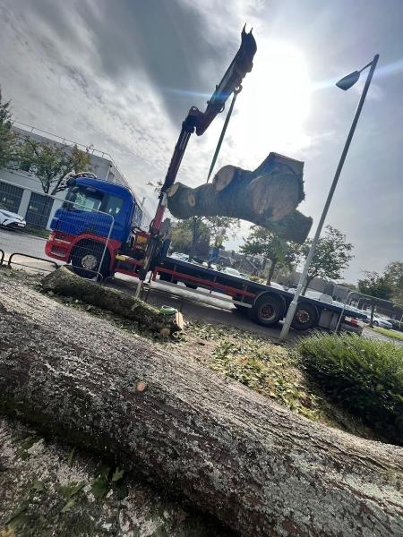 TRS Tree Removal Specialists