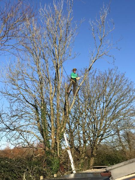 Charlie Jose Tree Surgery