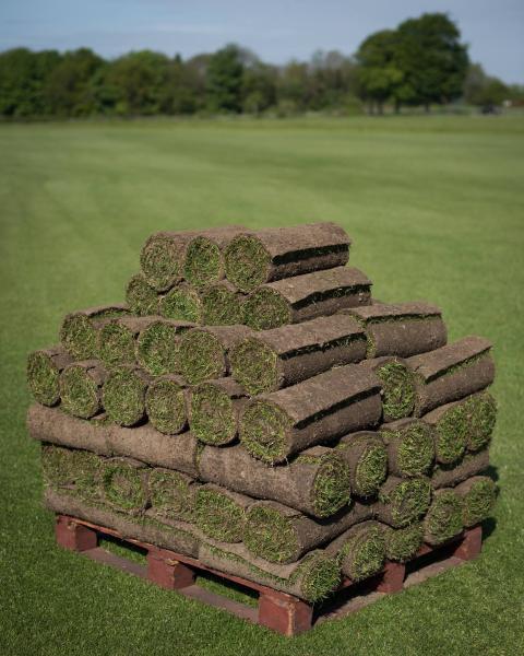 Peacock Turfscape