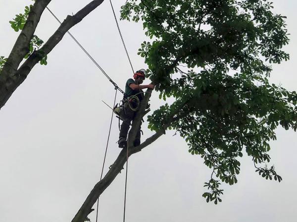 Falcon Tree Specialists