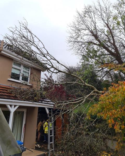 Tree Surgeon Lisburn